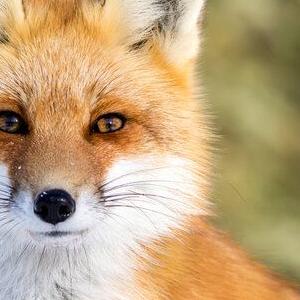 Profile picture for user epectasys